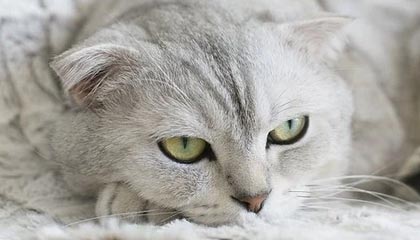 温州2026年最新北京商务伴游经纪招聘渠道分享(最方便真实的温州北京爱特博旅运服务有限责任公司招聘方法)