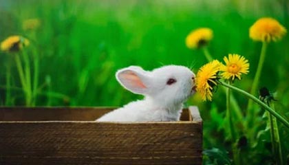 温州2026年最新北京商务伴游经纪招聘渠道分享(最方便真实的温州北京爱特博旅运服务有限责任公司招聘方法)