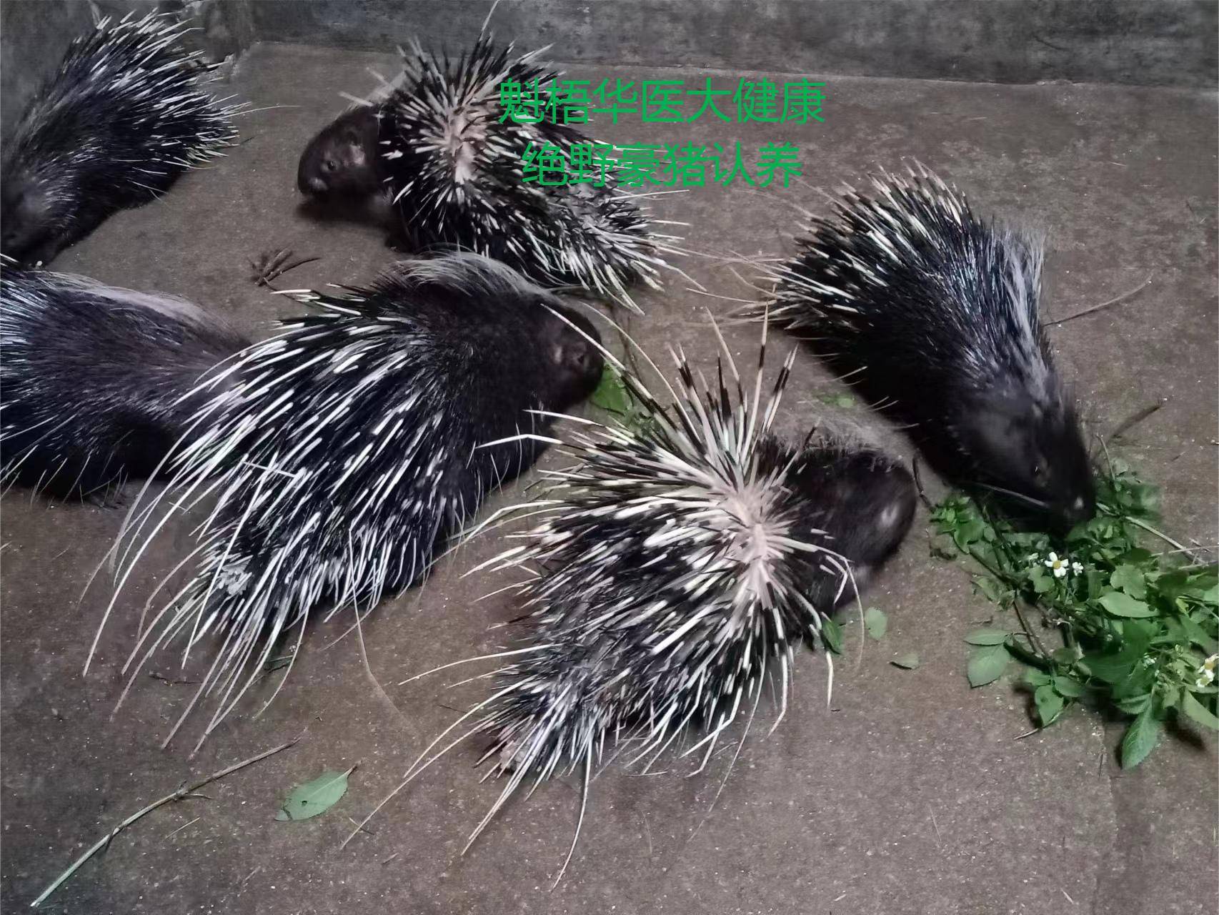 最新豪猪回收商家方法分析(最方便真实的温州豪猪卖去什么地方方法)